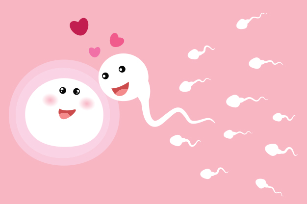 Kích thước trứng 17mm có thụ thai được không? 2 Kích thước trứng 17mm có thụ thai được không? 1